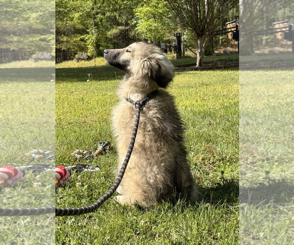 Medium Photo #2 German Shepherd Dog-Great Pyrenees Mix Puppy For Sale in Yardley, PA, USA