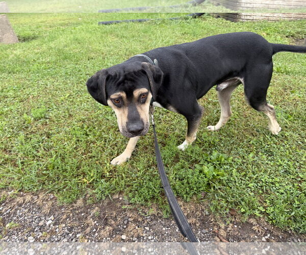 Medium Photo #2 Mutt Puppy For Sale in Williamsburg, IA, USA