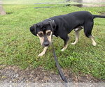 Small #1 Mutt