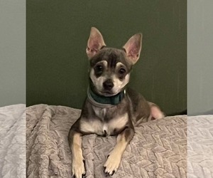 Chihuahua-Unknown Mix Dogs for adoption in Greensboro, NC, USA