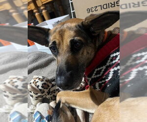 BABYGIRL - Female German Shepherd Dog-Unknown Mix Dog for Adoption - Photo #2
