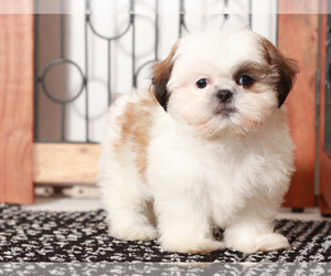 Shih Tzu Puppy for sale in NAPLES, FL, USA