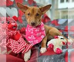 Small Photo #21 Chihuahua-Unknown Mix Puppy For Sale in Arlington, VA, USA