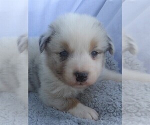Australian Shepherd Puppy for sale in JEROMESVILLE, OH, USA