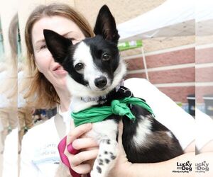 Jack Russell Terrier-Unknown Mix Dogs for adoption in Washington, DC, USA