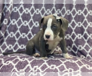 American Staffordshire Terrier Puppy for sale in LAKELAND, FL, USA