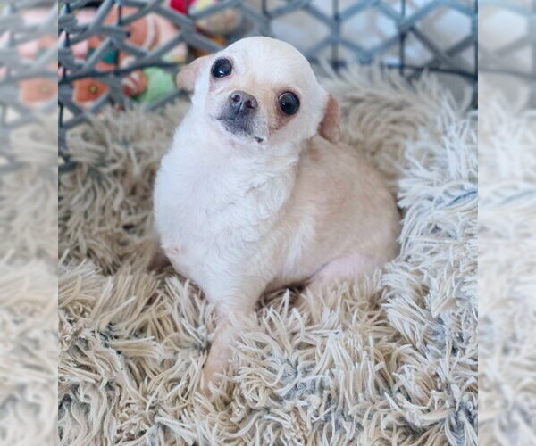 Medium Photo #8 Chihuahua Puppy For Sale in Chino Hills, CA, USA