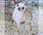 Small #7 Chihuahua