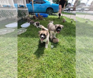 Akita Puppy for sale in SCHENECTADY, NY, USA