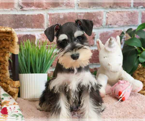 Medium Photo #4 Schnauzer (Miniature) Puppy For Sale in SYRACUSE, IN, USA