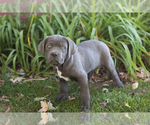 Puppy Max Cane Corso
