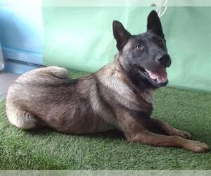 Mutt Dogs for adoption in Downey, CA, USA