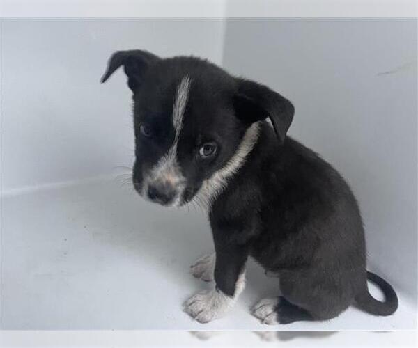 Medium Photo #1 Labrador Retriever-Unknown Mix Puppy For Sale in Houston, TX, USA