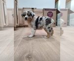 Small Photo #12 Australian Shepherd Puppy For Sale in TUSCUMBIA, AL, USA