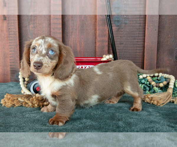 Medium Photo #1 Dachshund Puppy For Sale in MIDDLEBURY, IN, USA