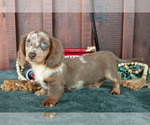 Small Dachshund