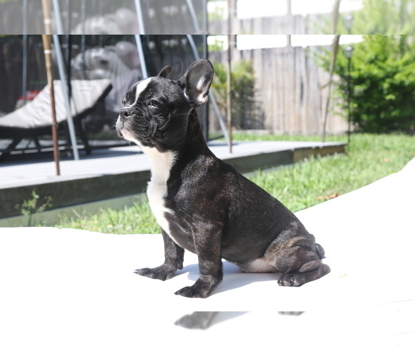 Medium Photo #7 French Bulldog Puppy For Sale in HOLLYWOOD, FL, USA