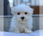 Small #3 Maltese
