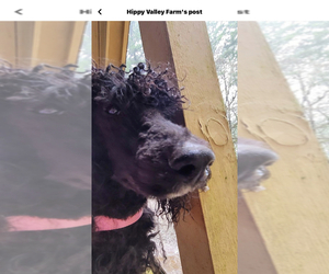 Poodle (Standard) Dogs for adoption in VENETA, OR, USA