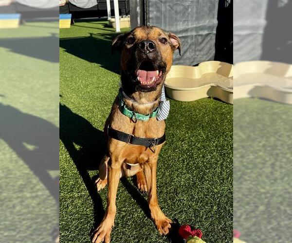 Medium Photo #1 German Shepherd Dog-Unknown Mix Puppy For Sale in San Francisco, CA, USA