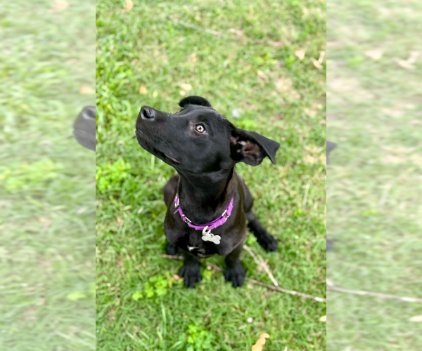 Medium Photo #2 Labrador Retriever-Unknown Mix Puppy For Sale in Boston, MA, USA