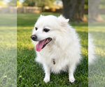 Small #1 American Eskimo Dog