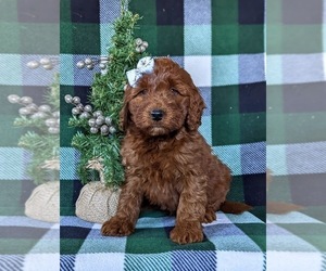 Irish Setter-Poodle (Miniature) Mix Puppy for sale in CONOWINGO, MD, USA