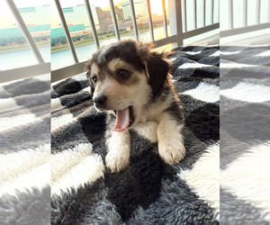 Chihuahua-Siberian Husky Mix Litter for sale in TEMPE, AZ, USA