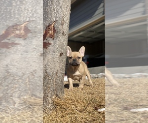French Bulldog Puppy for sale in COLORADO SPRINGS, CO, USA