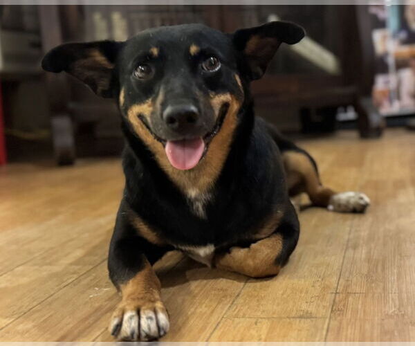 Medium Photo #2 Dachshund-Unknown Mix Puppy For Sale in Conway, AR, USA