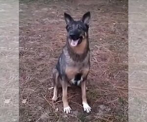 German Shepherd Dog-Unknown Mix Dogs for adoption in OCALA, FL, USA