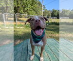 Small #11 American Pit Bull Terrier-American Staffordshire Terrier Mix