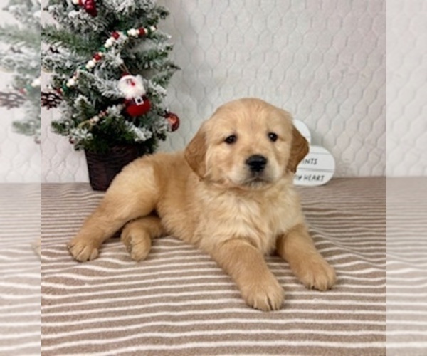 Medium Photo #2 Golden Retriever Puppy For Sale in GREENFIELD, IN, USA