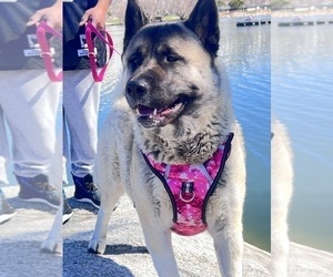Mother of the Akita puppies born on 03/20/2025