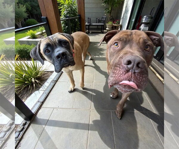 Medium Photo #2 Dogue de Bordeaux Puppy For Sale in Goodyear, AZ, USA