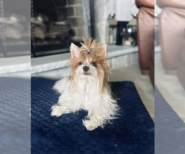 Medium Photo #6 Mutt Puppy For Sale in Sandy, UT, USA