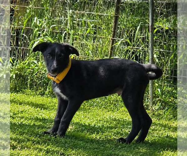 Medium Photo #2 Shollie Puppy For Sale in Oakhurst, NJ, USA