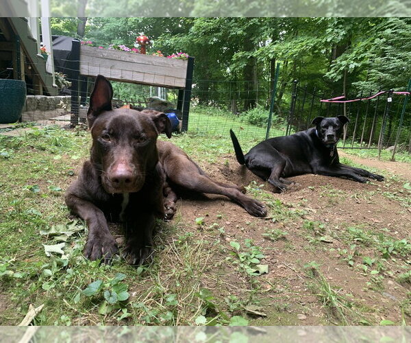 Medium Photo #24 Doberman Pinscher-Labrador Retriever Mix Puppy For Sale in Brewster, NY, USA