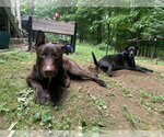 Small #23 Doberman Pinscher-Labrador Retriever Mix