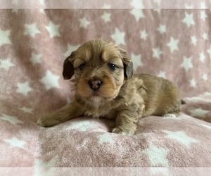 Poovanese Puppy for sale in SPRINGFIELD, OR, USA