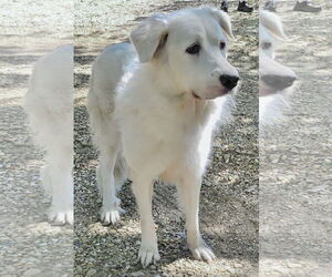 Madison - Female Great Pyrenees Dog for Adoption - Photo #6