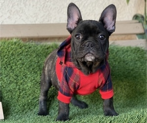 French Bulldog Puppy for sale in AGUA DULCE, CA, USA