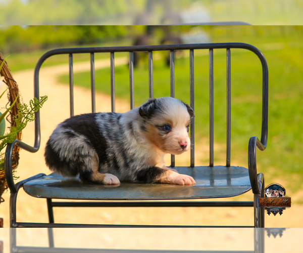 Medium Photo #26 Miniature Australian Shepherd Puppy For Sale in GRANBURY, TX, USA