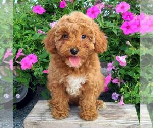 Poodle (Miniature) Puppy for sale in ARTHUR, IL, USA