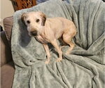 Small #4 Poodle (Miniature) Mix