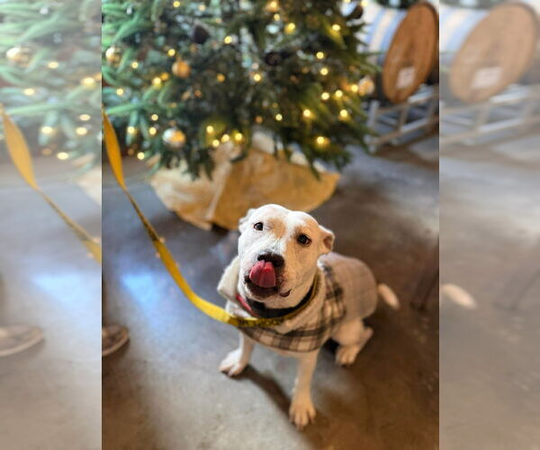 Medium Photo #9 American Pit Bull Terrier-Unknown Mix Puppy For Sale in Derwood, MD, USA