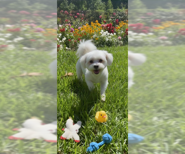 Medium Photo #10 Zuchon Puppy For Sale in Weston, FL, USA