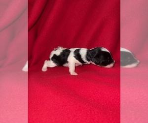 Medium Cavapoo-Poodle (Miniature) Mix