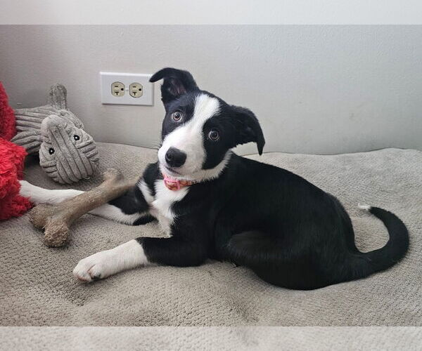 Medium Photo #3 Border Collie-Unknown Mix Puppy For Sale in Denver , CO, USA