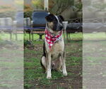 Small #11 Mutt